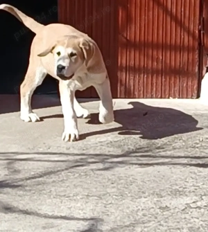 Ciobanesc asia centrala  - imagine 3