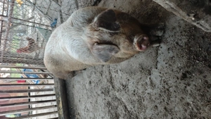 Vând porc de carne Duroc - imagine 3