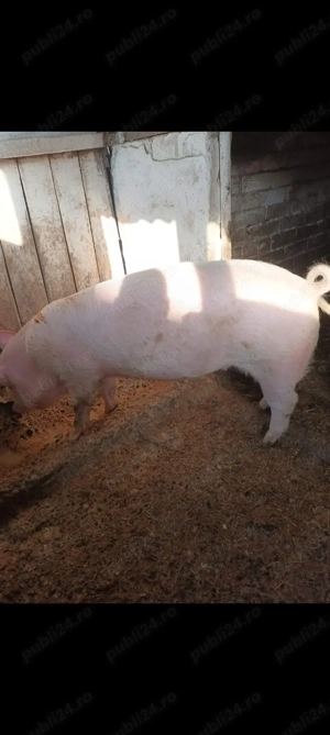 De vanzare Marele alb - imagine 2