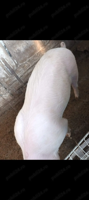 De vanzare Marele alb - imagine 4