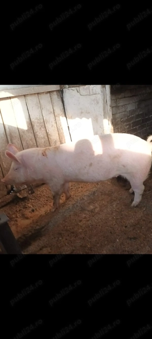 De vanzare Marele alb - imagine 3