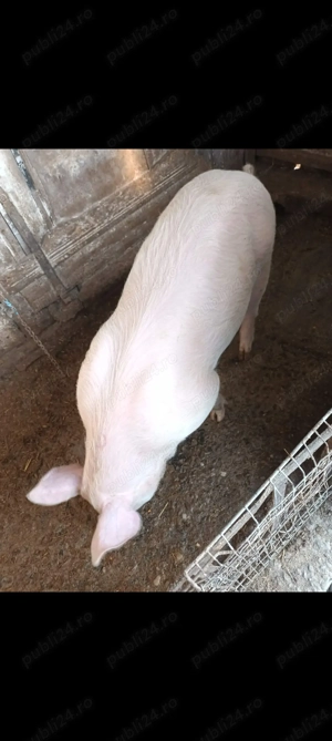 De vanzare Marele alb