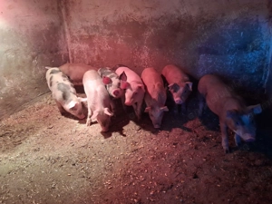 De vanzare  - imagine 2