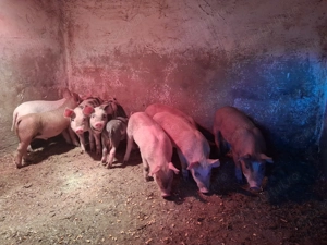 De vanzare  - imagine 3