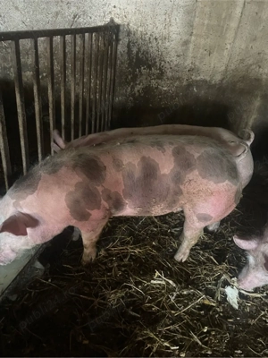 scroafe pt reproducere  - imagine 5