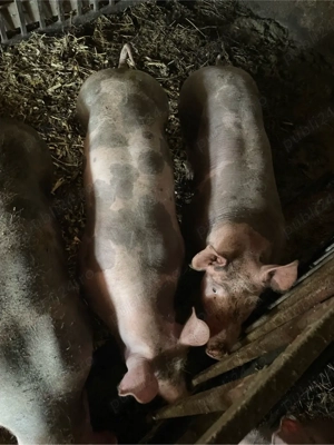 scroafe pt reproducere 