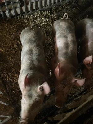 scroafe pt reproducere  - imagine 4