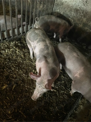 scroafe pt reproducere  - imagine 2