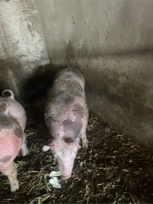 scroafe pt reproducere  - imagine 3