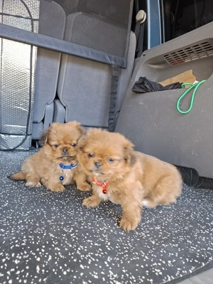 Pechinezi băiat și fetiță - imagine 5