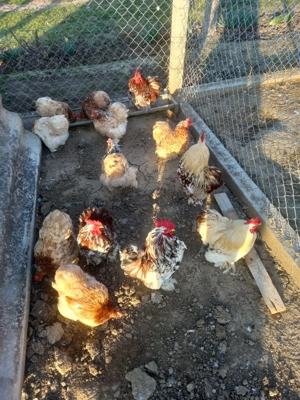 Cocosi Cochinchina pitic