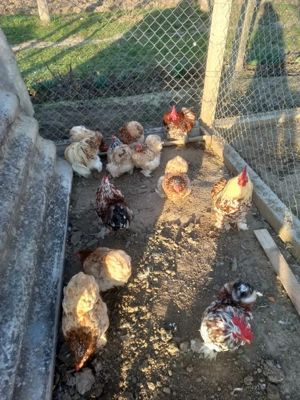 Cocosi Cochinchina pitic - imagine 2