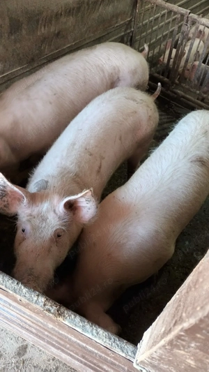 Porci crescuti in gospodarie - imagine 3