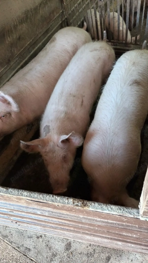 Porci crescuti in gospodarie - imagine 2