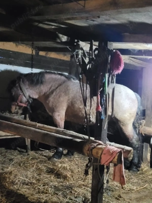 Mânz dereș  - imagine 2