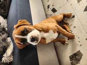 Femela boxer gold - imagine 3