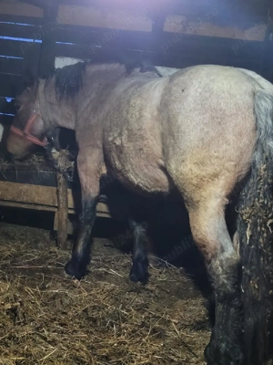 Mânz dereș  - imagine 3