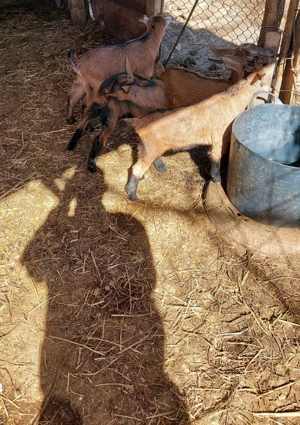 Iezi alpin francez - imagine 2