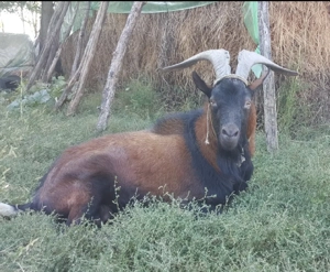 Iezi alpin francez - imagine 3