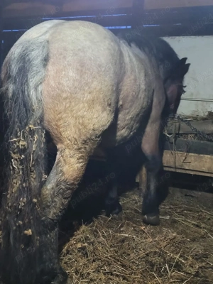 Mânz dereș  - imagine 4