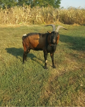 Iezi alpin francez - imagine 4