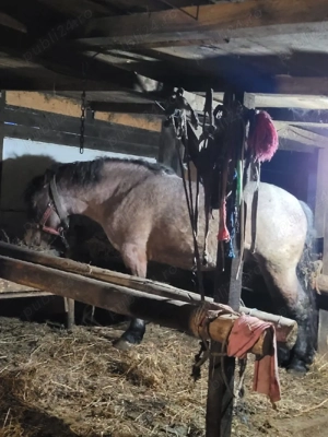 Mânz dereș  - imagine 5