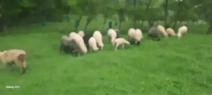 Berbecuți și oi cu mieluțe - imagine 3