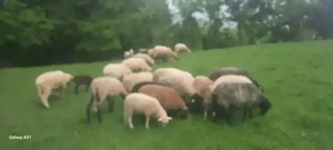 Berbecuți și oi cu mieluțe - imagine 4