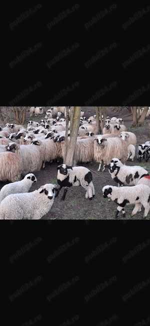 Vând 100 de oi cu miel