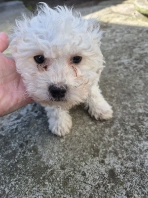 Căței bichoni  - imagine 3