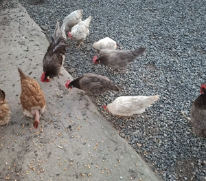 Gaini italiene  - imagine 5