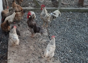 Gaini italiene  - imagine 2