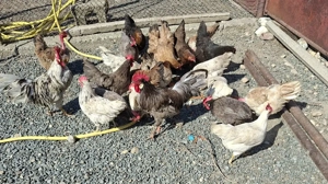 Gaini italiene  - imagine 3