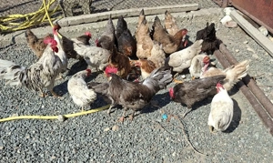 Gaini italiene  - imagine 4