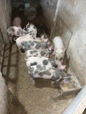 Vând! Purcei 7saptamani - imagine 2