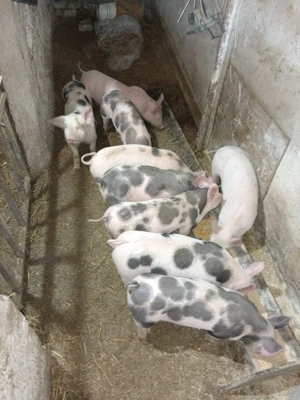 Vând! Purcei 7saptamani - imagine 3