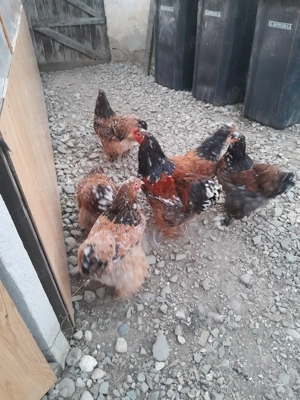 Vor sa schimbe locatia - imagine 2