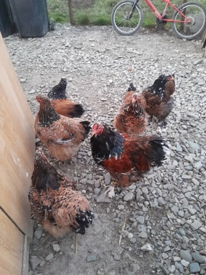 Vor sa schimbe locatia - imagine 5