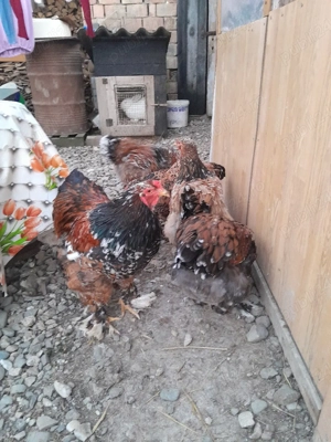 Vor sa schimbe locatia - imagine 4