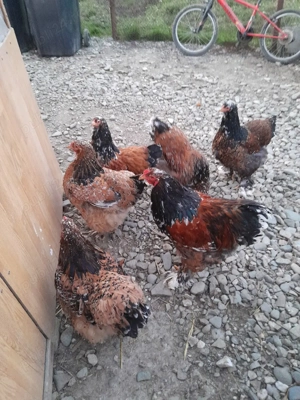 Vor sa schimbe locatia - imagine 3