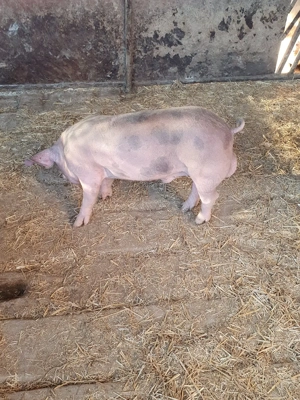 Vind vieruț - imagine 4