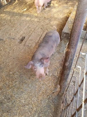 Vind vieruț - imagine 2