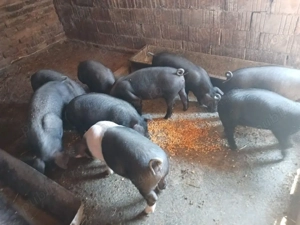 purcei de vânzare  - imagine 2