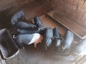 purcei de vânzare  - imagine 3