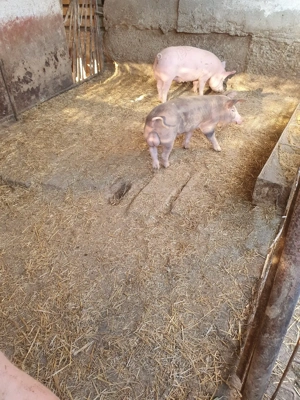 Vind vieruț - imagine 3