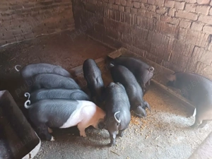 purcei de vânzare  - imagine 4