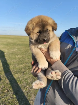 Catelusi Akita American 2 Fetite - imagine 3