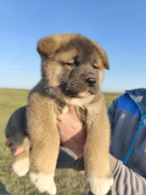 Catelusi Akita American 2 Fetite - imagine 2