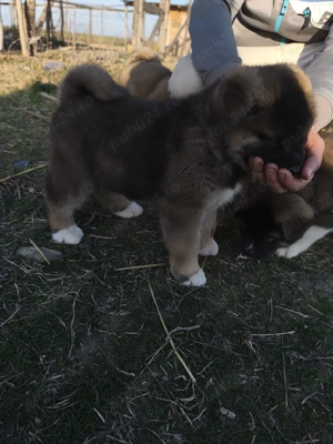 Catelusi Akita American 2 Fetite - imagine 4