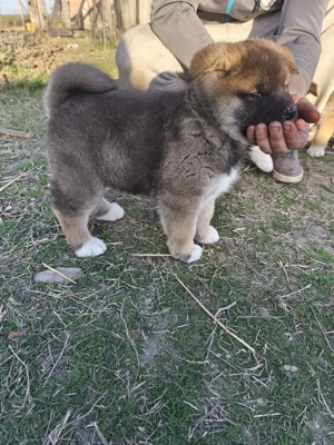Catelusi Akita American 2 Fetite - imagine 5